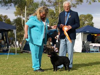 Aust Grand Ch Beadale Little Captain. Australian Central Show Soc 3/7/2009 Judge Mr W Chambers QLD BEST IN SHOW
