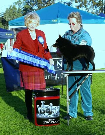 Aust Grand Ch Beadale little Captain. Marion Kennel Club (Adelaide ) 25/7/2009 Judge: Mrs J Rusby (Canada) RUNNER UP BEST IN SHOW
