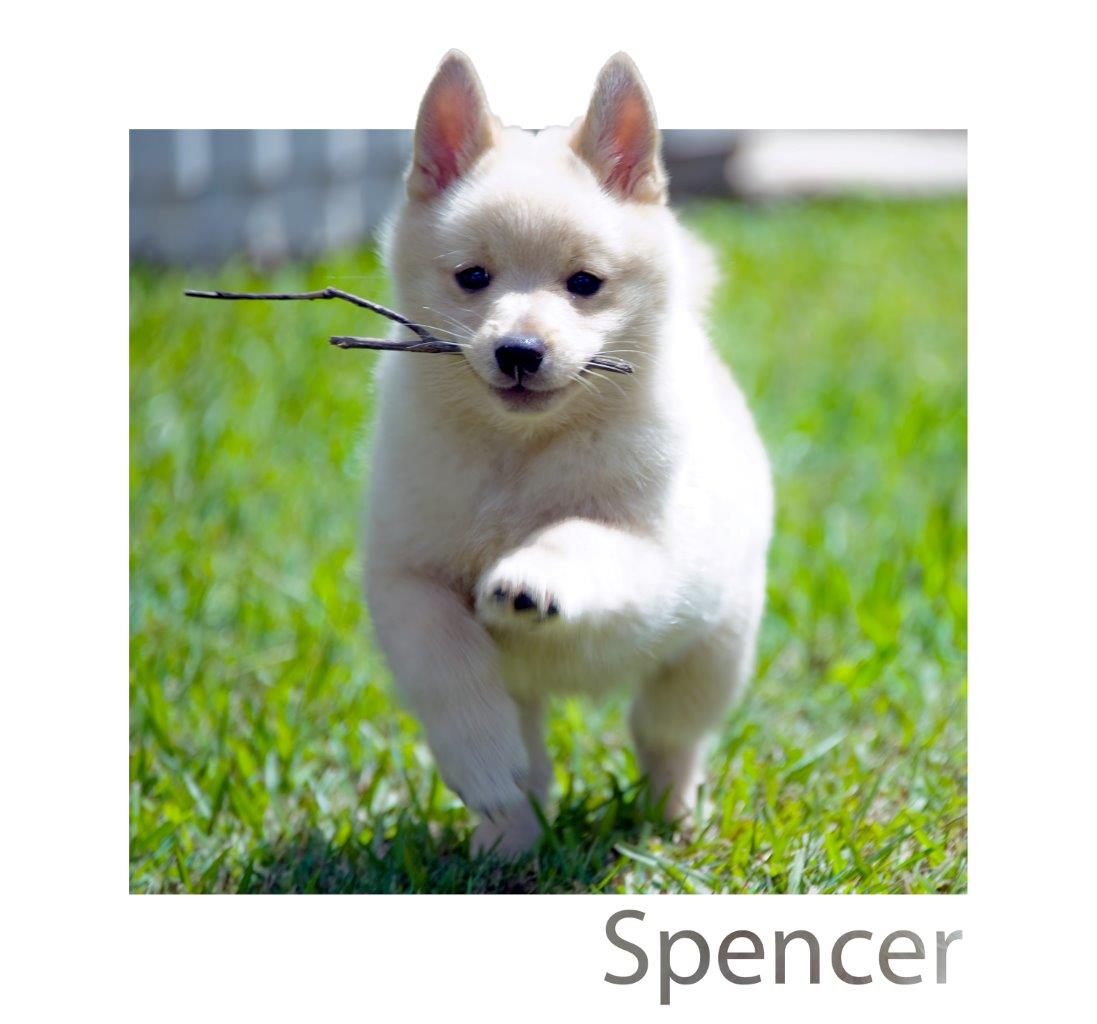 White hot sale schipperke dog