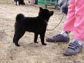 BEADALE Knls SILKOAK PANDORAS BOX Sire : Aust Ch Beadale Little Captain Dam : Aust Ch Beadale Neri Bella Her first two weekend out at just 3month on 9/11/2008 Echuca & did K/C Judge Mrs Hyde (NZ) BEST BABY IN GROUP. 10/11/2008 Judge Mr K Brown (NZ) Best BABY IN GROUP. On the 22/11/08 Spitz Breed Show Judge Dr S Arnold and Specials Judge Mrs k Hutchings BEST BABY IN SHOW. WELL DONE PANDA
