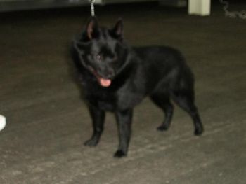 CAPTAIN November 2007 Schipperke show. at 10 months old BEST JUNIOR IN SHOW
