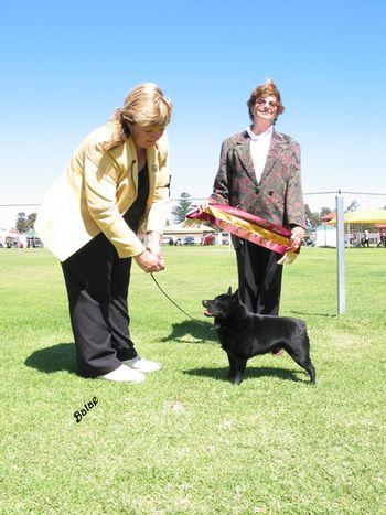 This is Grand Champion Beadale Blak Jedder, Jeffy was the youngest Schip to get his Grand Champion at the young age of two and a half. He is being handled by Dianne Sunman who he shows his little heart out for, and got Best in Show in Adelaide All Breeds Championship show In March 2004.
