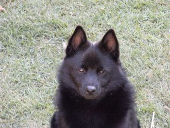 BEADALE SIR LANCERLOT Sire : Aust Ch Beadale little Captain Dam : Aust Grand Ch Beadale My Rebeca E.T Maryborough Kennel Club 1/11/08 G.S Judge Mr W Burton N.S.W Group Judge Mrs A Collyer. At age 6 mths & 5 days! 12 point Challange He was run for the group and got. MINOR IN SHOW beating 3 Aust Champions & 2 Grand Champions in his breed. Maryborough Kennel Club 2/11/08 Group Judge Mr K McMillan N.S.W. 12 point challange beating the same dogs. In very limited shows Lance has also won 2 Baby in Groups. WELL DONE ALAN & BARBARA BALAAM.
