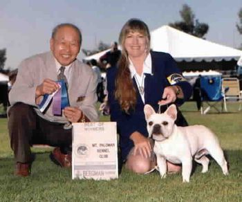 CH. MON PETIT CHOU DASHINGLY at 10 mos old going Best of Winners, shown by Connie Hughes, owner. Sire: CH. La Reine Menteur Merveilleux Dam: CH. Mon Petit Chou India Ink, OA OAJ Breeders: Connie Hughes and Carol Dostal DOB: 11/20/00
