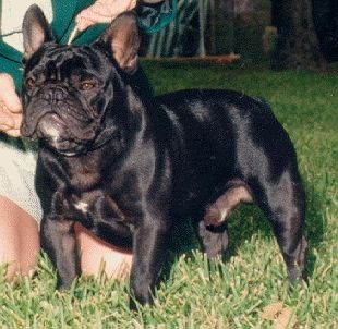 CH. MON PETIT CHOU BING BANG BOOM "BOOMER" Sire: CH. Bandog's One In A Million Dam: CH. Legacy Mon Petit Chou Madeleine DOB: 07/31/95
