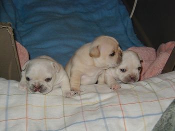 3 week old puppies by Dash out of Nikki born 07/26/05
