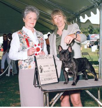 CH. MON PETIT CHOU PEN AND INK "PEN" "Pen" was nearly impossible to show the first month because she was soooooo excited, but once she figured it out, and it was at this very show, under Judge Michelle Billings, that she turned the corner at 7 mos old, and was the most amazing show dog from that show forward. I was in awe of the way this girl could statue out there forever. It sure made me look good. hahaha
