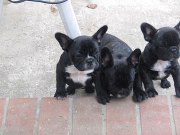 SOLD Little tiger brindle on far right has a darling face shown with sister (on far left) and brother (middle), Champion sired
