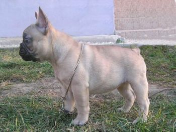 ALFOLD-KERTI AMULETT "JOLIE" (so cute) Sire: Ildivo "Geronimo" Charmante Perle Dam: Alcsiligeti Irish Dam and Sire are from the very nice Alcsiligeti French Bulldog Kennel in Hungary. Shown here at 3 mos old. We hope to someday breed Jolie to Chevy to produce Black Masked Fawns and BMF Pieds DOB: 11/06/06
