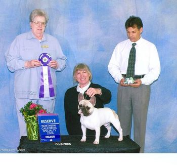 "CHEVY" Shown going Reserve Winners Dog at the Northern California French Bulldog Club Specialty as a puppy
