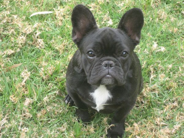 The Frenchie becomes a favorite — and a dog-show contender – KGET 17