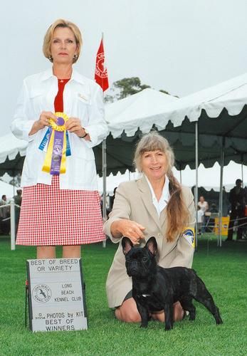 "MACY" SHOWN GOING BEST OF BREED FROM THE CLASSES. WE ARE VERY GRATEFUL TO JAMES DALTON OF FABELHAFT FOR LETTING US USE "SMUDGE" TO PRODUCE THIS NICE GIRL.
