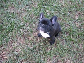 SOLD Big brindle boy DOB 11/11/15, super sweet and CH. sired
