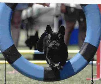 "Butters" looking very serious going through the tire. Owner, Nancy Shurts, says she is very fast!!
