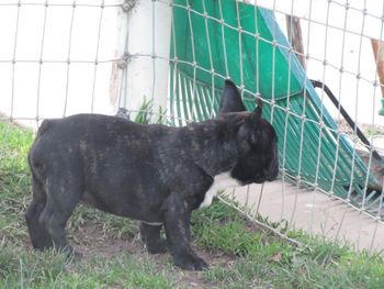 SOLD Our big brindle boy born 11/11/15
