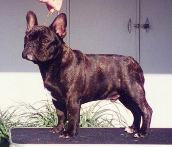 CH. MON PETIT CHOU AT MAGIC TIME "THE BABE" Sire of "Atticus" Shown here as a 4-1/2 mo old puppy. A Group placing dog, who made a very demanding entrance just like his daddy "Boomer" did.
