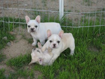 Evie on the bottom with her cream brother and fawn sister, Sophia Sire: CH. Pawprints-Mizfit Dreamin Big Dam: CH. Mon Petit Chou Invisible Ink
