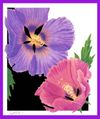 Two Hibiscus Card
