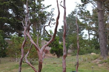 Welded Steel Sculpture by A Copper Rose Metal Art - Manzanita Trees - Used as a Wedding Chuppa. Location: Carmel, CA Point Lobos Ridge
