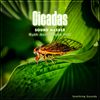 Cicadas CD: CD