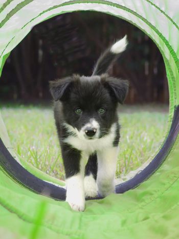 Nova doing agility with Judy Kolva in VA
