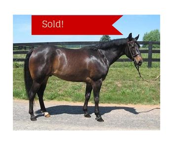 Stars last Version has been sold and will be hunting next season with Farrmington!  Congrats to all!
