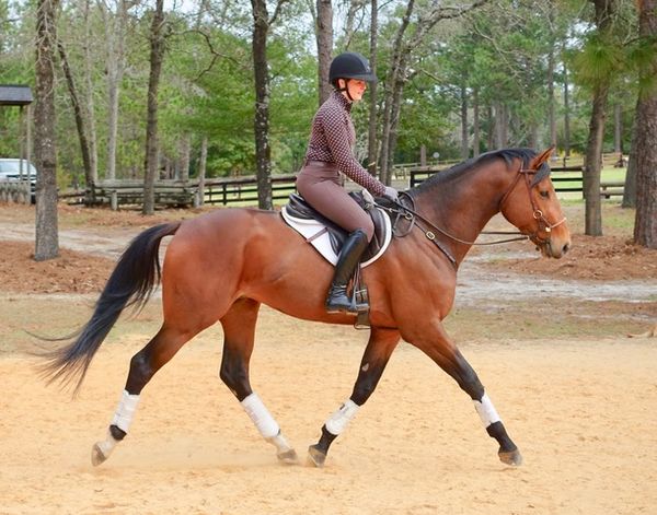 RAVEN SKY
2016 Thoroughbred Stallion
Standing at Stud in Virginia
$1000 LFG