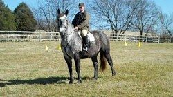 Earl Grey SOLD Congratulations Blackberry Ridge Farm and Tennessee Valley Hunt......Happy Hunting!...
