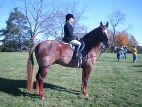 I've sold my horse Django, listed on your site under First Flight horses. I got a lot of interest from your site, including the wonderful family who bought him. Can you please remove his listing? Thanks! Nancy Seybold
