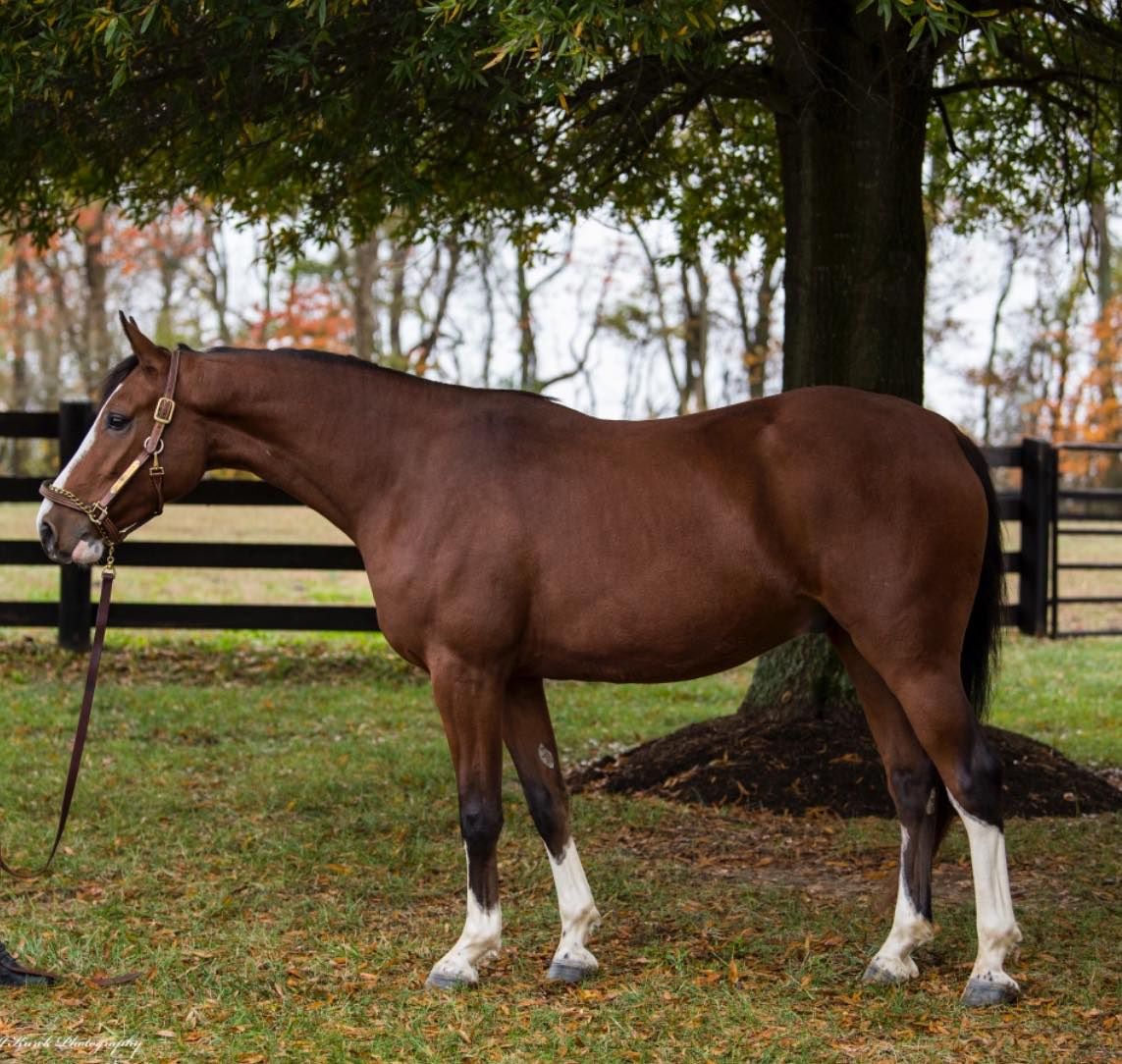Dressage équestre le cavalier exécutant le dessin au trait et la