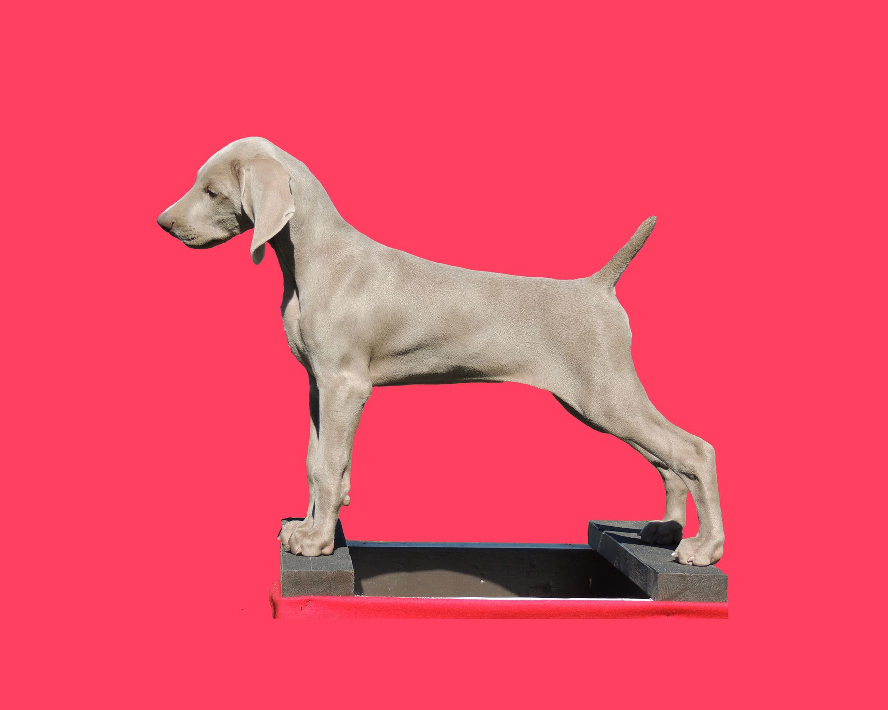 Oakpoint weimaraners hot sale