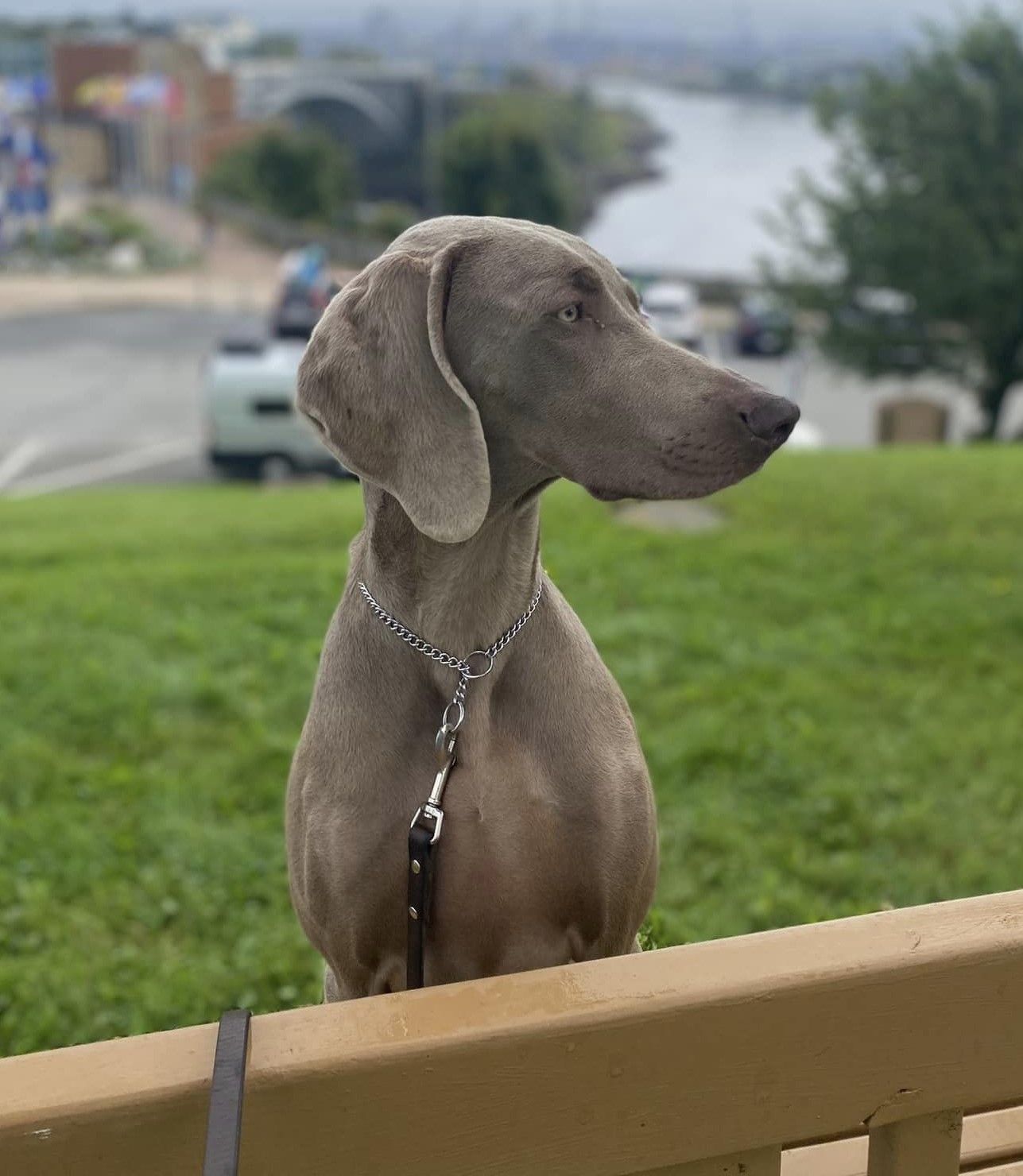 Oakpoint weimaraners hot sale