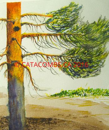 Cypress Pine Tree
