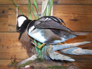 Hooded Merganser Drake w/Crawdad
