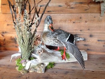 Mallard Hen Picking Wing
