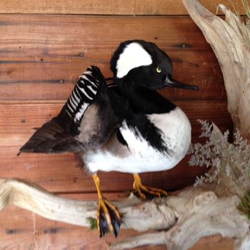 Drake Hooded Merganser
