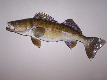 Walleye Replica
