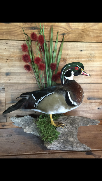 Standing Woodduck
