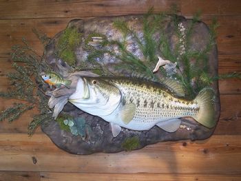 Largemouth Bass Replica with Baitfish in Scene
