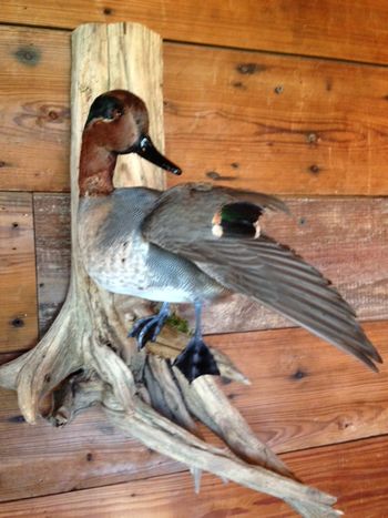 Green Wing Teal Picking Wing
