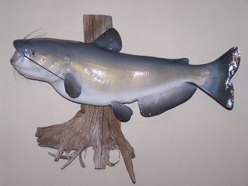 Channel Catfish Replica w/ Driftwood
