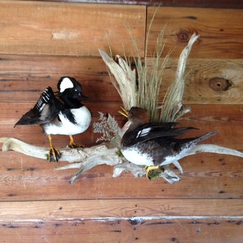 Pair of Hooded Mergansers
