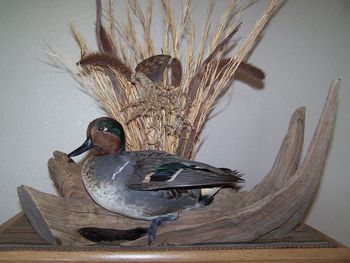 Green Wing Teal Drake w/ Habitat
