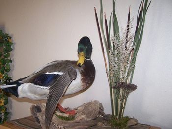 Mallard Drake w/ Habitat
