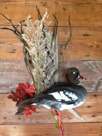 Hen Goldeneye Standing
