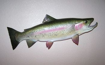 Rainbow Trout Replica
