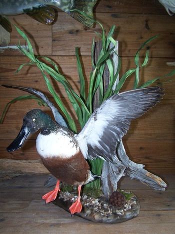 Shoveler with table scene
