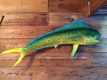 Mahi Mahi
