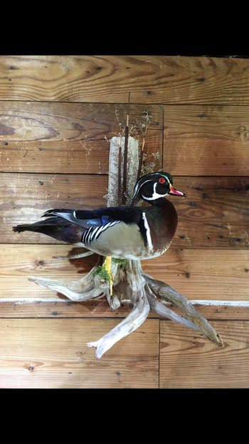 Standing Woodduck
