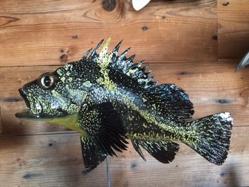 China Rockfish
